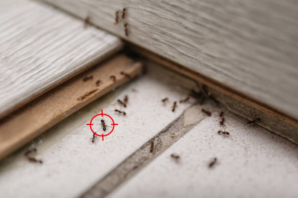 Best Spider Control Near Me  in Poughkeepsie, NY