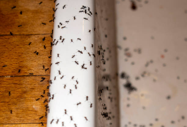Best Flea Control Services  in Poughkeepsie, NY